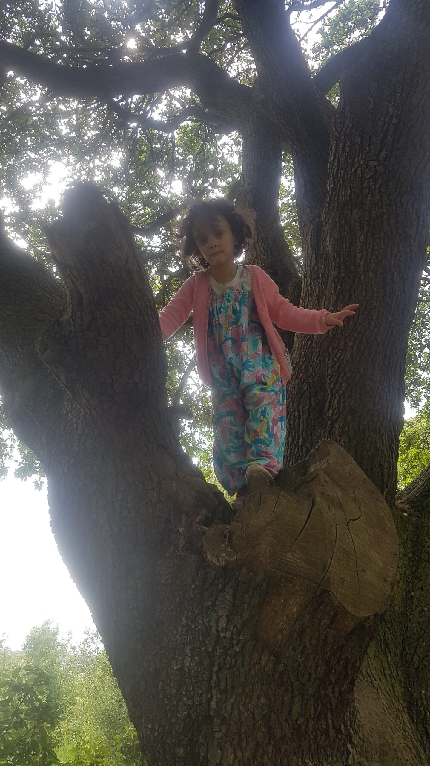 Charlotte climbing a tree