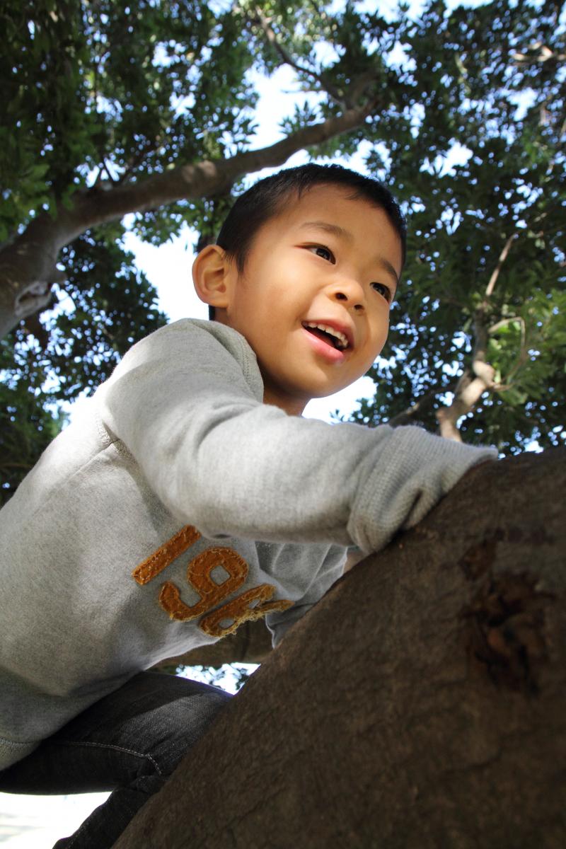young boy climbs a tree