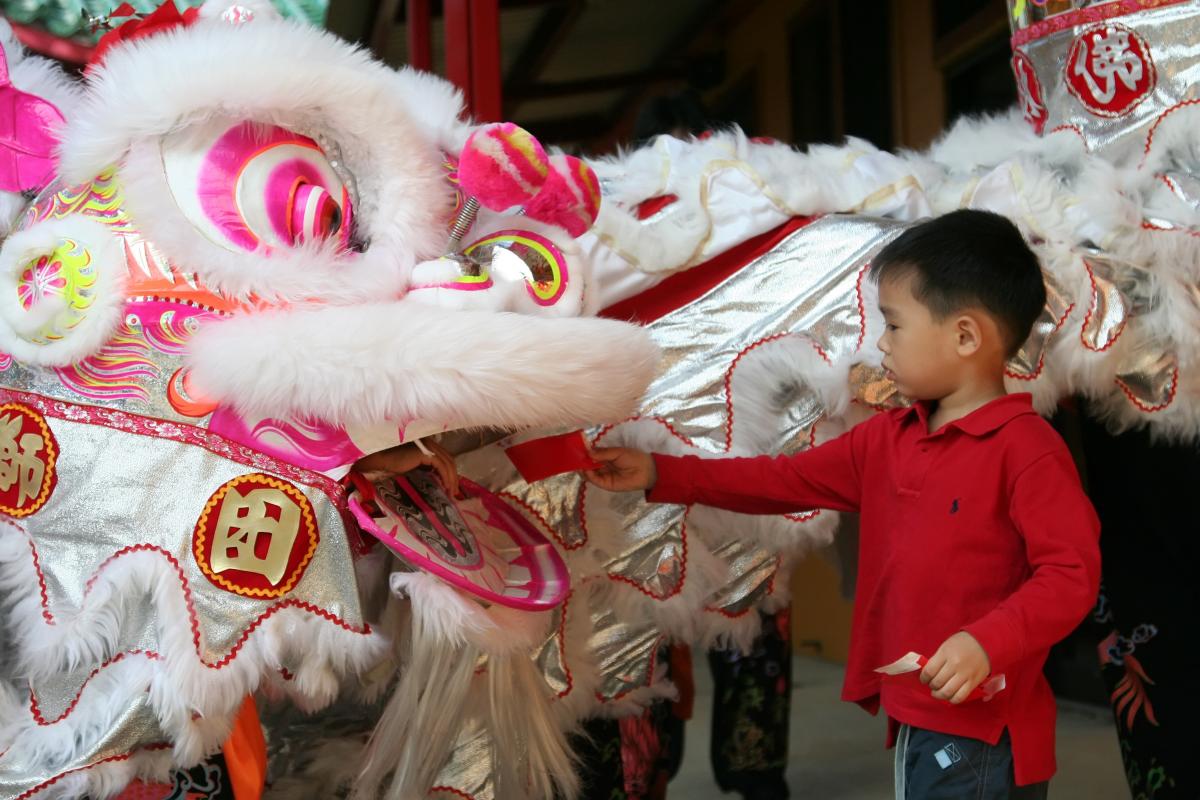 a boy feeds a Chinese Lion to bring good luck