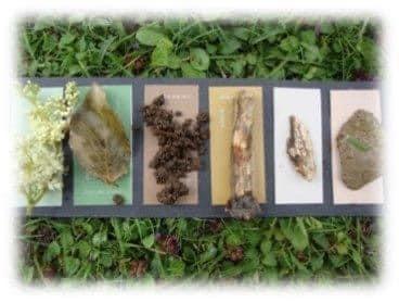 A collection of plants and leaves/p
pDescription automatically generated with medium confidence