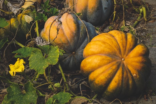 save pumpkin reduce waste