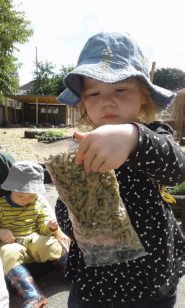 A young girl explores chicken feed