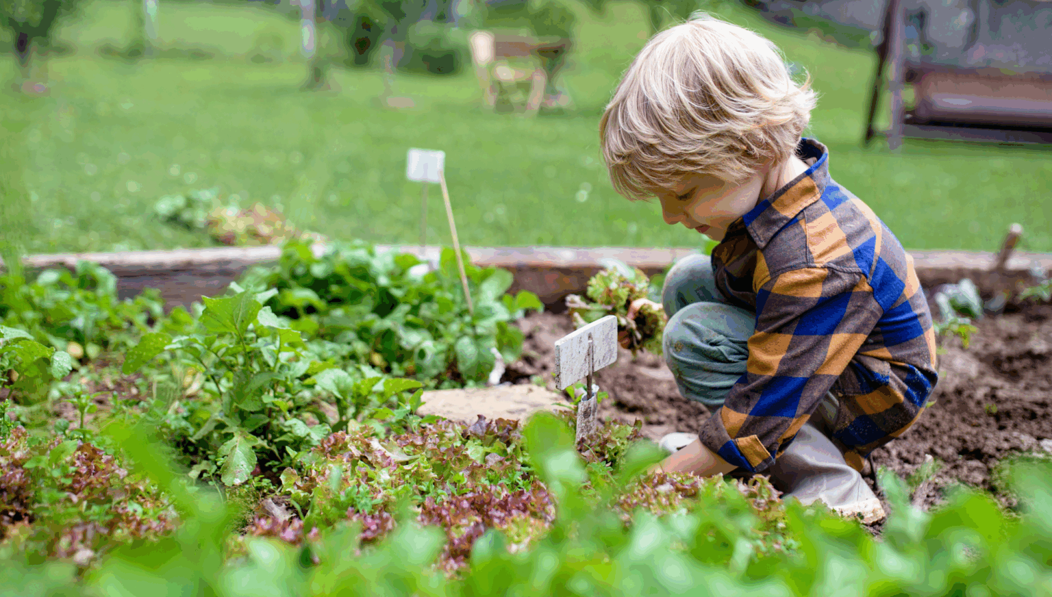 Little boy crouched down in an allotment